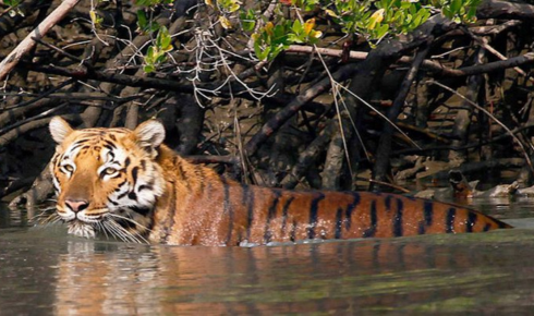 sundarban west Bengal tourism