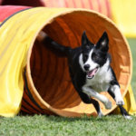dog agility courses for beginners